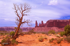 Juniper & Three Sisters