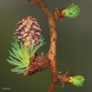 Golden Larch Cone