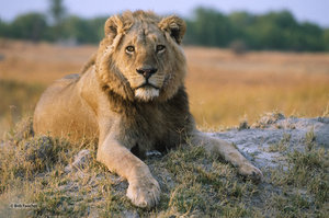 Leo, the King