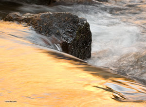 Liquid Gold