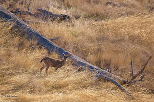 Muley in the Morning