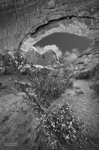 North Window & Wildflowers