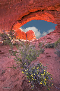 North Window & wildflowers