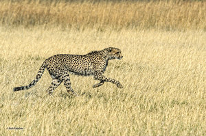On the Hunt