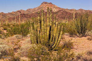 Organ Pipe Cactus & Friends