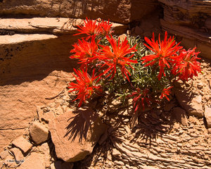 Paintbrush