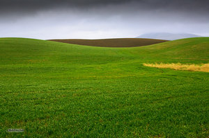 Palouse Spring