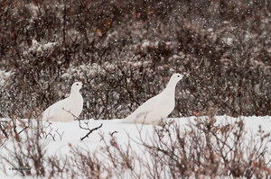 Ptarmigan Pair