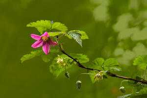 Salmonberry Flower