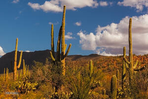 Afternoon Light, Little Rincon Mountains