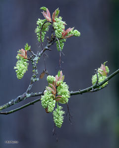 Bigleaf Maple Catkins