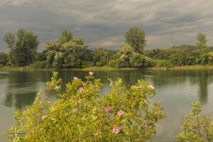 Wild Roses Along the Kootenai River