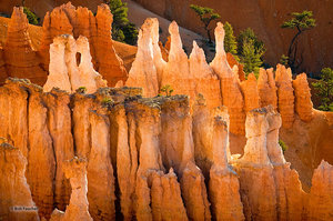 Rocks and Trees