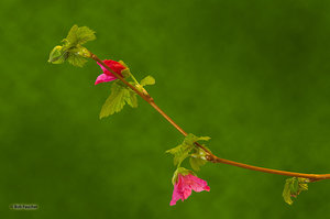 Salmonberry Blooms