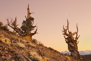 Schulman Grove Sundown