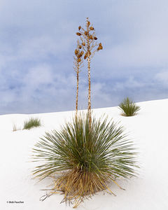 Soaptree Yucca