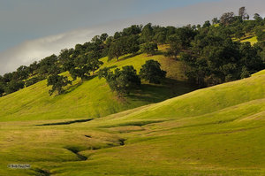 Spring Valley Morning