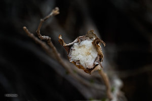 Thistle Cotton