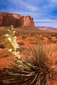Thunderbird Mesa