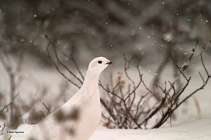 Ptarmigan