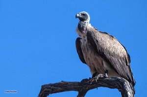 White-backed Vulture
