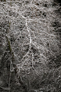 Winter Lace