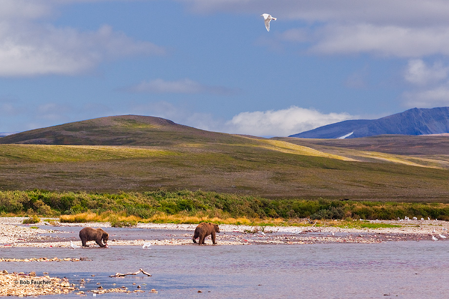Late afternoon light floods the area around Moraine Creek as a pair of brown bears ambles along creekside, occasionaly stopping...