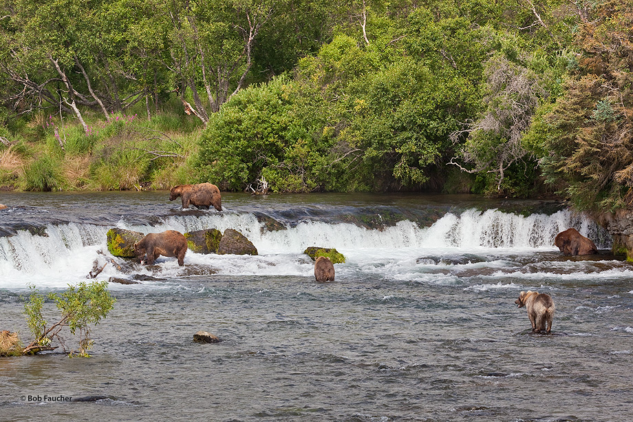 The bears at Brooks Falls all have different strategies for catching fish and claim territorial positions in the river as well...