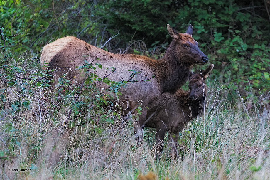 Cow and calf elk enjoy a moment of tenderness upon awakening from their bed on a cold morning in Prairie Creek SP