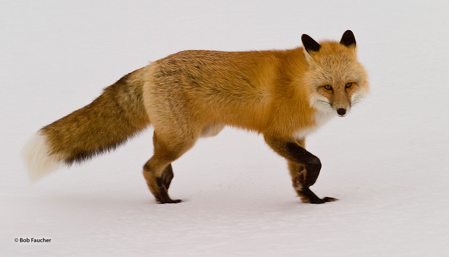 A red fox (Vulpes vulpes) pauses from his stalking to glance at me.