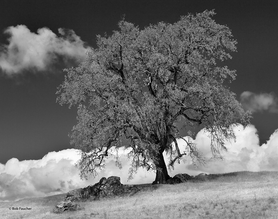 This stately oak lives on a hill, high above the valleys in front of and behind it. Clouds were rising from the valley behind...