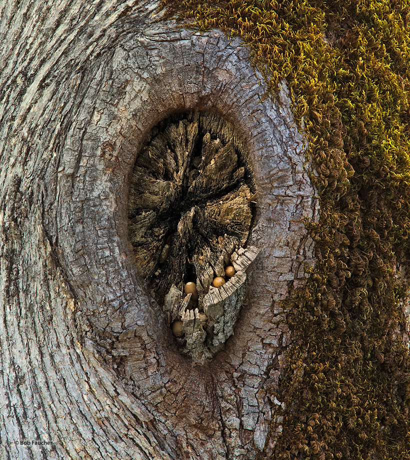 An old scar from limb removal serves as a place for woodpeckers to horde their acorns for the coming winter