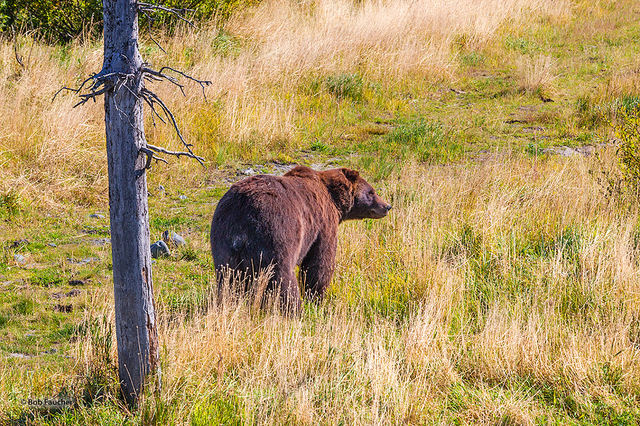 Brown bear strolls in a high-grass meadow