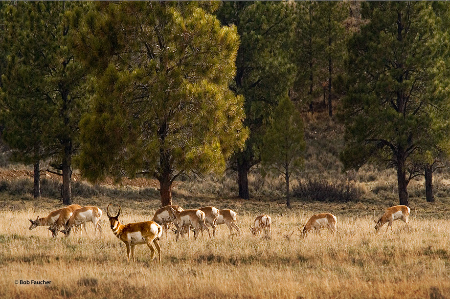 A male pronghorn keeps vigilant watch while his herd of females calmly graze in the soft, late afternoon sun. Always skittish...