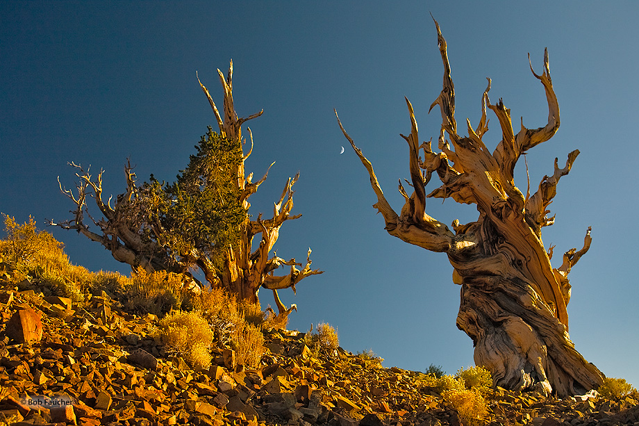 Two bristlecone pines, their twisted and ravaged trunks and limbs exposed to the elements, exude and epitomize the qualities...