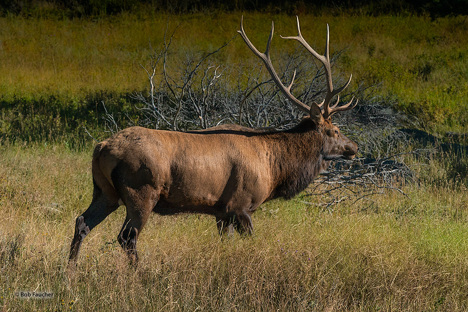 A magnificent bull elk (Cervus canadensis nelsoni) during the rut season approaches his harem from down wind in the early morning...