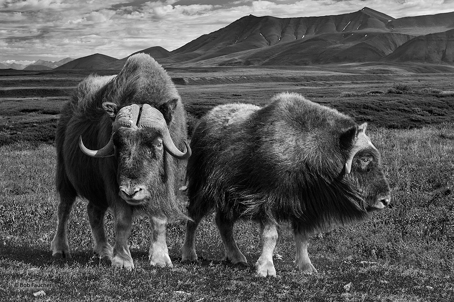 Constant winds coming off the slopes of the Brooks Range in Alaska buffet a Musk Ox pair near the Southern Arctic Foothills in...