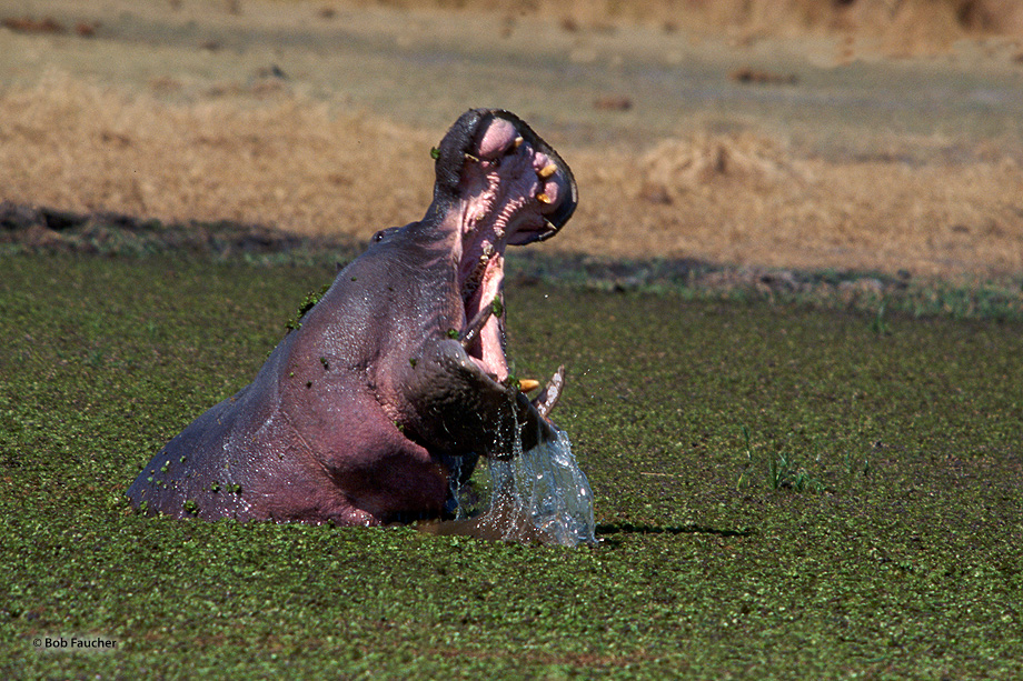 An angry bull hippo (Hippopotamus amphibious), exiled by younger, stronger bulls, from the pond with the females, makes threatening...