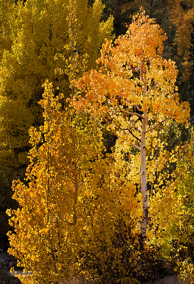 Young aspen backlit by late afternoon sun
