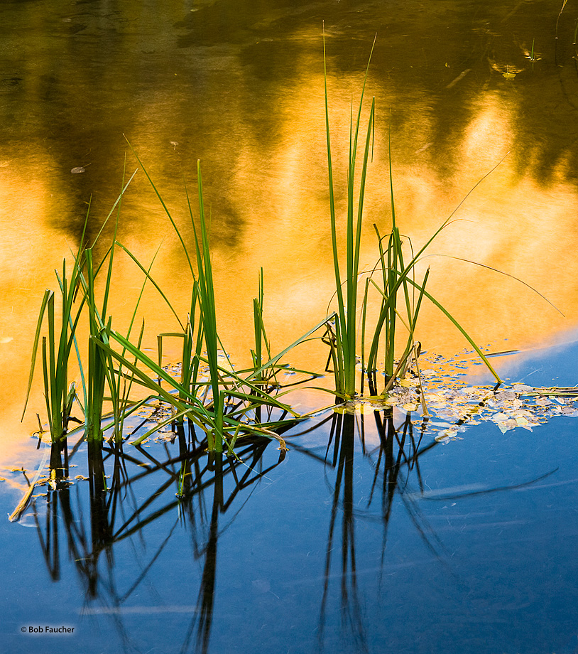 River grasses mark the border of the reflection between the aspen-covered hillsides and sky in a calm stretch of the Bishop Creek...