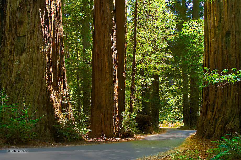The road weaves its way through Founder's Grove allowing motorists the opportunity to experience the size of the world's tallest...