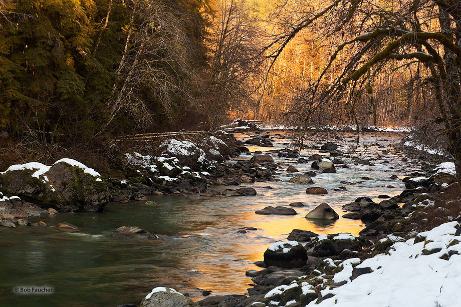 Early morning sun lights up the alder trees at a bend in the South Fork of the Stillaguamish River on New Year's Day. The reflected...