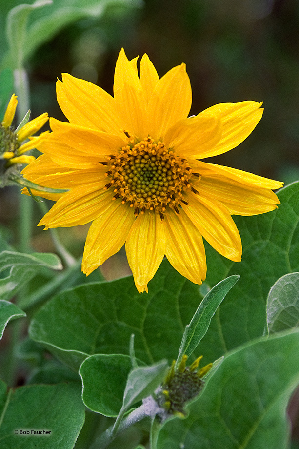 Arrowleaf Balsamroot (Balsamorhiza sagittata), common to mountain fields, are perennials with fleshy taproots and caudices bearing...