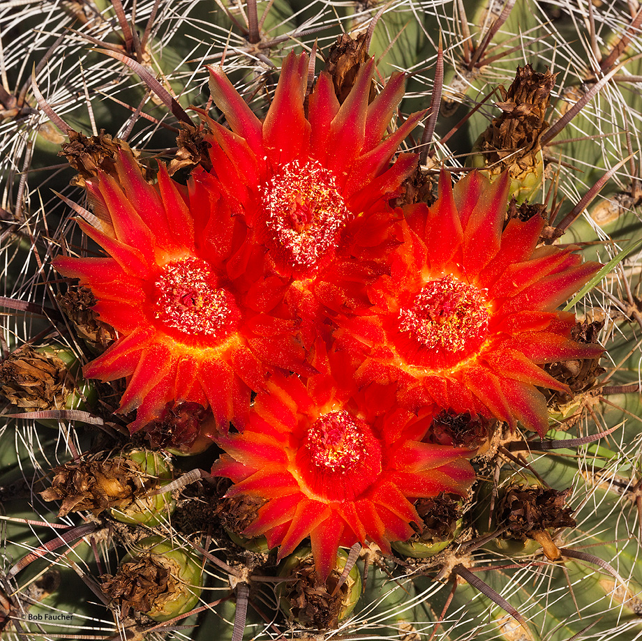 Barrel cactus buds typically start to bloom in April with a bright yellow or orange flower. Pink and red varieties also exist...