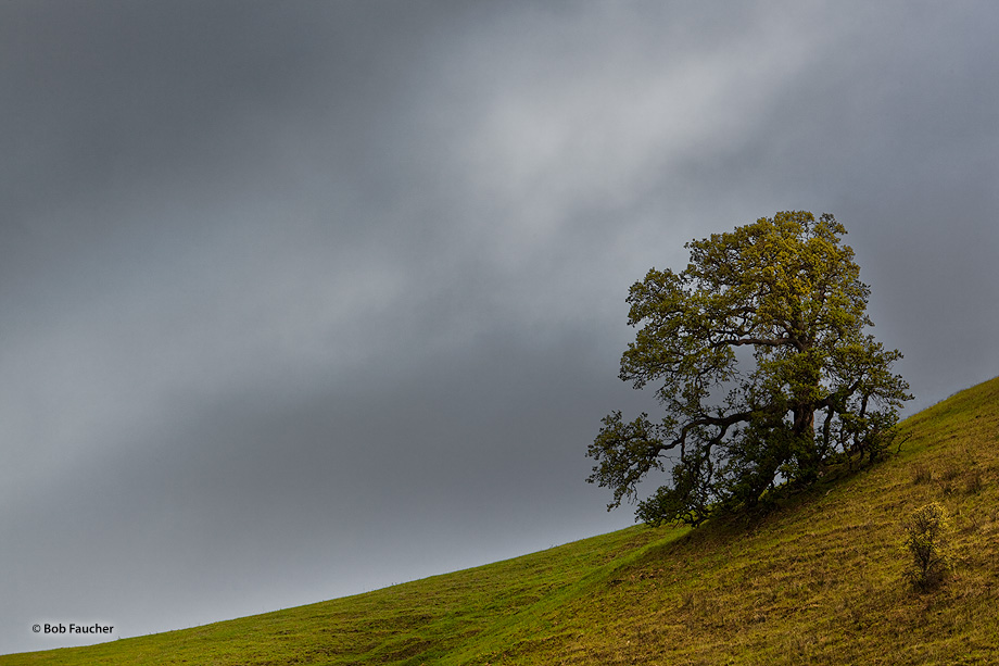 A cloudy, misty day breaks on a lonely oak, high on a hill above Bear Creek