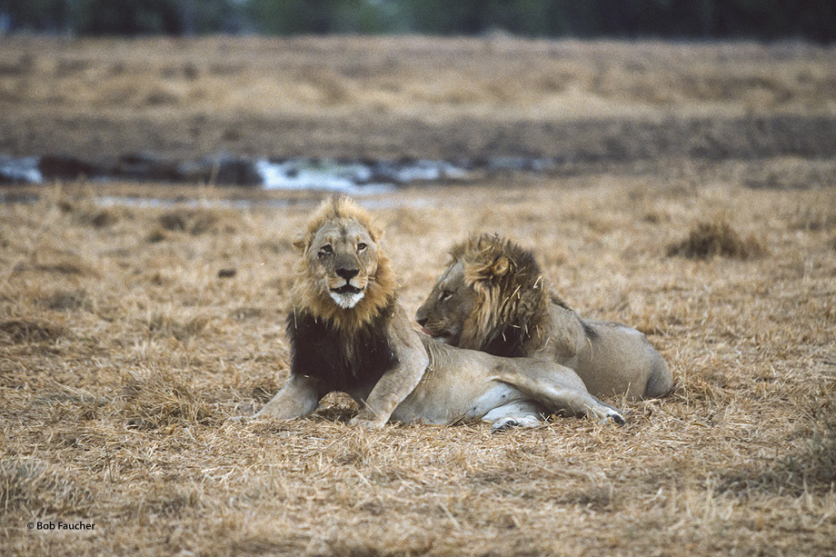 Young lions awakening