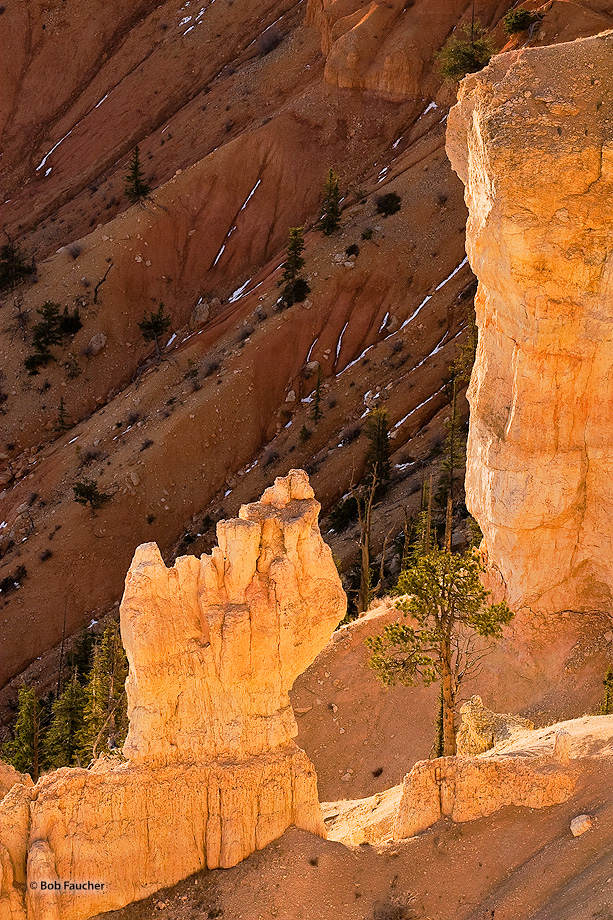 A lone tree grows between two hoodoos among the sandy ridges forming the walls of Bryce Canyon