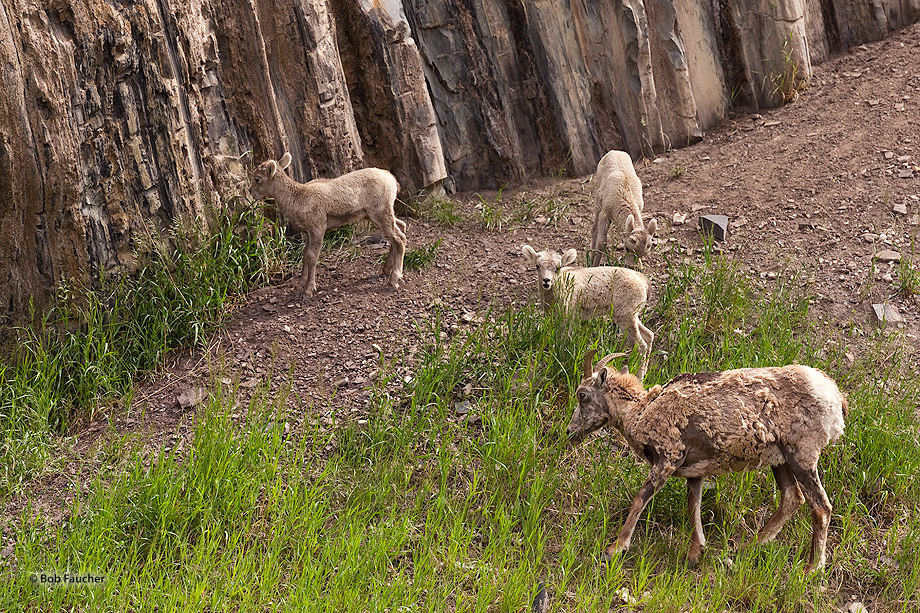 Bighorn ewe oversees lambs in the grazing area