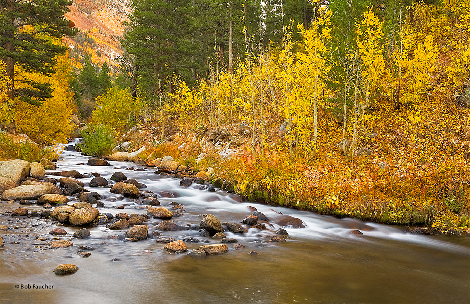 Trees and grasses lining the banks of the South Fork, Bishop Creek and lower slopes of the mountains of the river valley change...