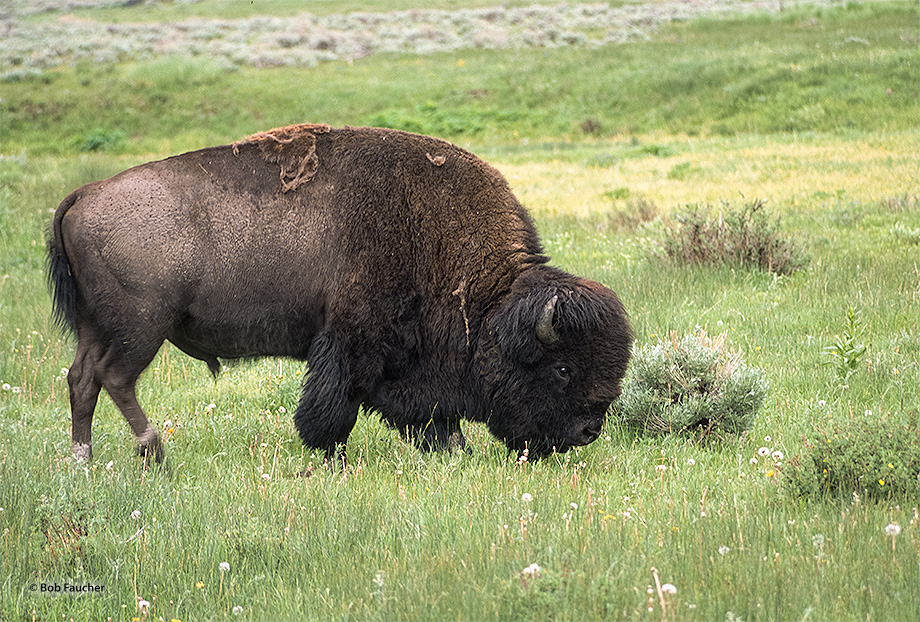 Bison, sometimes erroneously called buffalo, are large, even-toed ungulates in the genus Bison within the subfamily Bovinae....